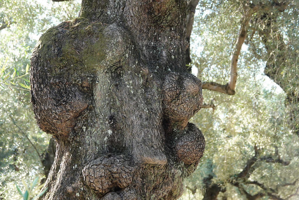 Stories of the Ancient Olive Trees | Ancient Olive Trees