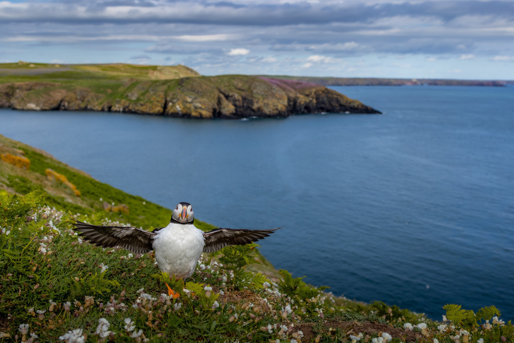 Clifftop Welcome | An Atlantic Puffin (Fratercula arctica) stretches its wings on the flower-covered cliffs of Skomer Island, Wales. Beyond its colourful appearance, the species is superbly adapted to life between land and sea, returning to these coastal colonies each spring to breed.