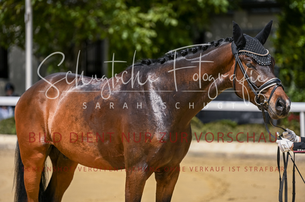 Schugtsche-Aluta25-48.Reitpferfdeprf.-62 | Schugtsche Fotografie - Realisiert mit Pictrs.com