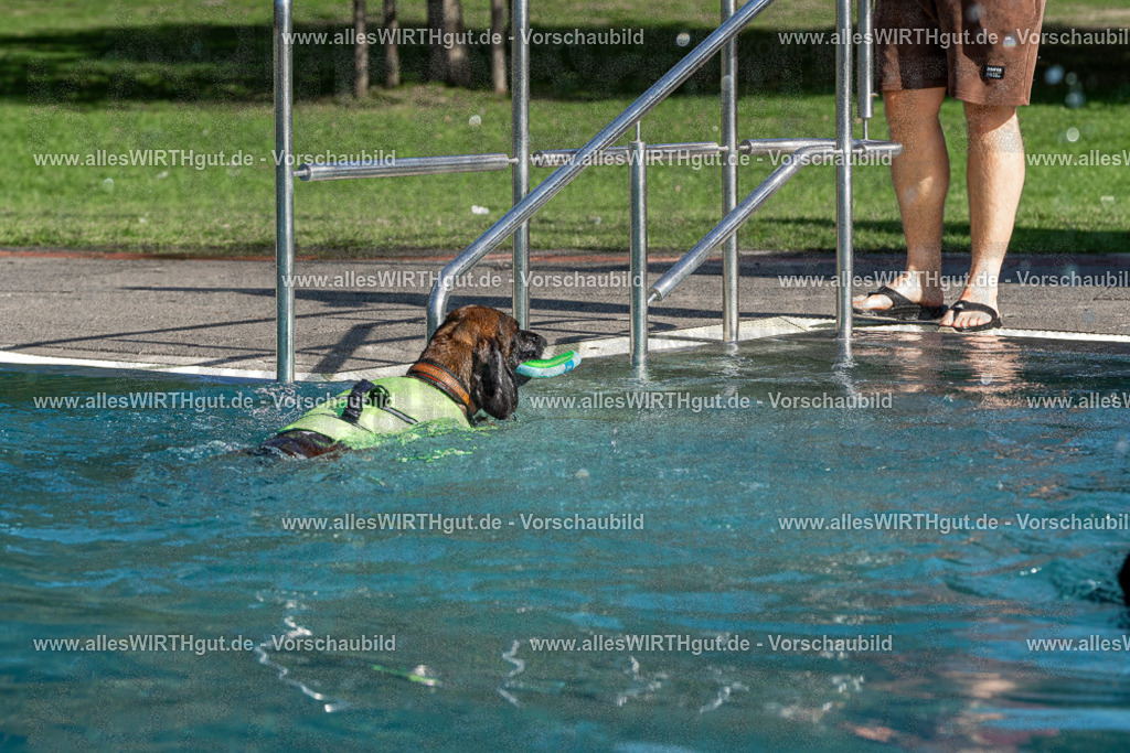 Hundeschwimmen_Volksbad_2026-allesWIRTHgut_Tierfotografie-2609061610-FAY07406 | Professionelle Tierfotografie in Mönchengladbach von Daniel Wirth (allesWIRTHgut). Liebevolle & natürliche Bilder von Hunden & Katzen für unvergessliche Erinnerungen.
