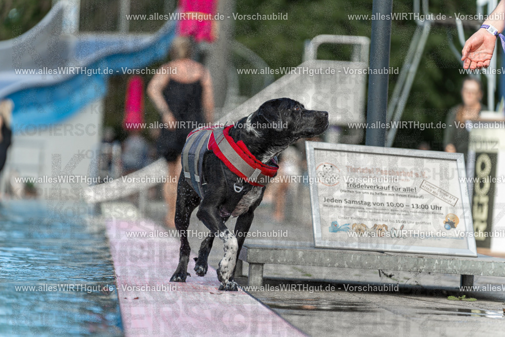 Hundeschwimmen_Volksbad_2026-allesWIRTHgut_Tierfotografie-2609061501-7R501282 | Professionelle Tierfotografie in Mönchengladbach von Daniel Wirth (allesWIRTHgut). Liebevolle & natürliche Bilder von Hunden & Katzen für unvergessliche Erinnerungen.