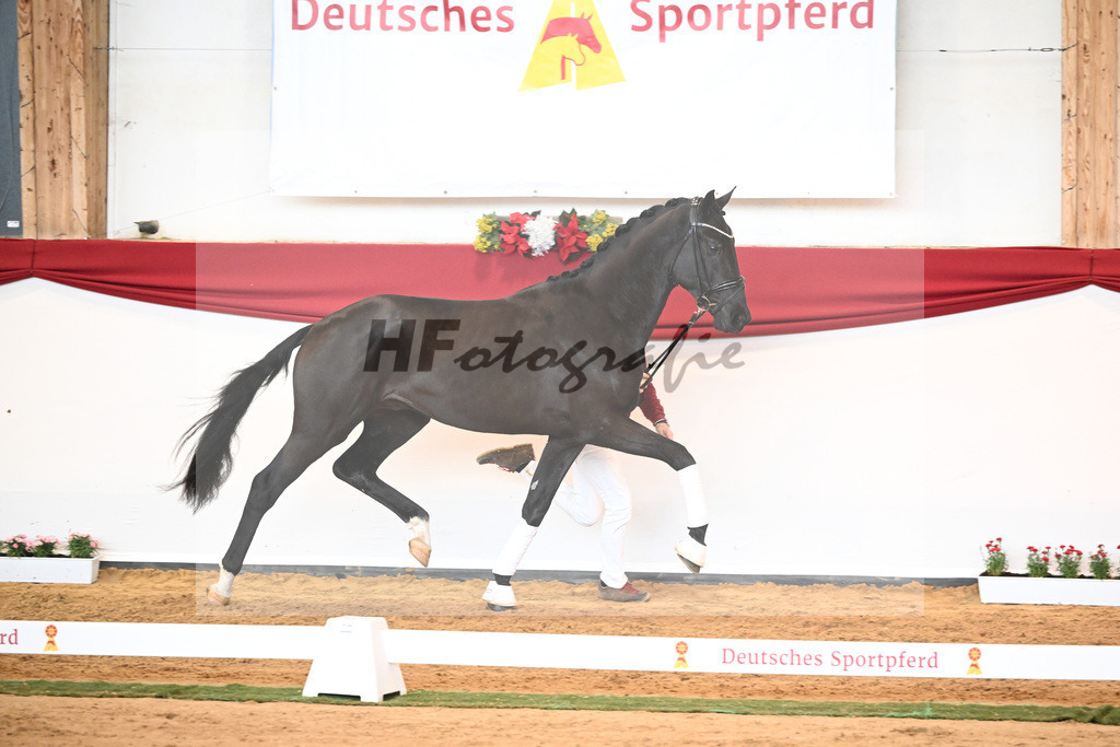 Kat-Nr. 45 Raven x Everdale_Rakelbusch_43230751 | hf-fotografie - Realisiert mit Pictrs.com