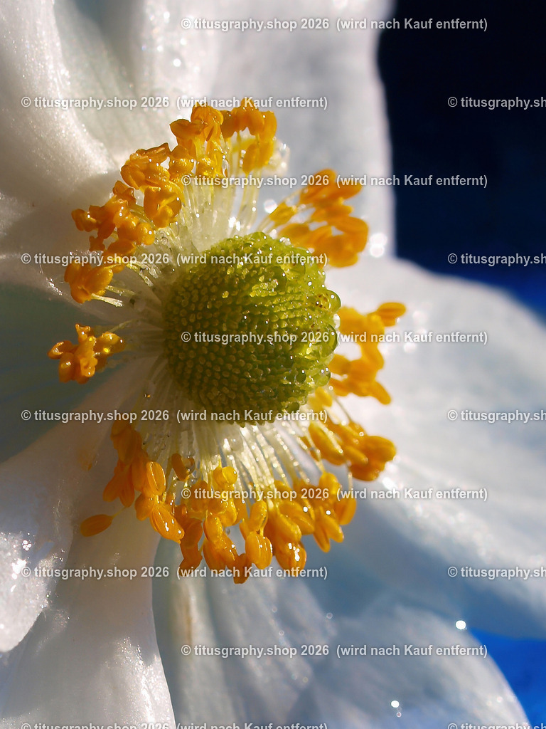 titusgraphy_P9080880-vz-ln-a-h | titusgraphy-shop: Geschenkideen mit Qualitätsfotos. titusgraphy-shop: gift ideas with quality photos. titusgraphy-shop: idées cadeaux avec photos de qualité.  - Realisiert mit Pictrs.com