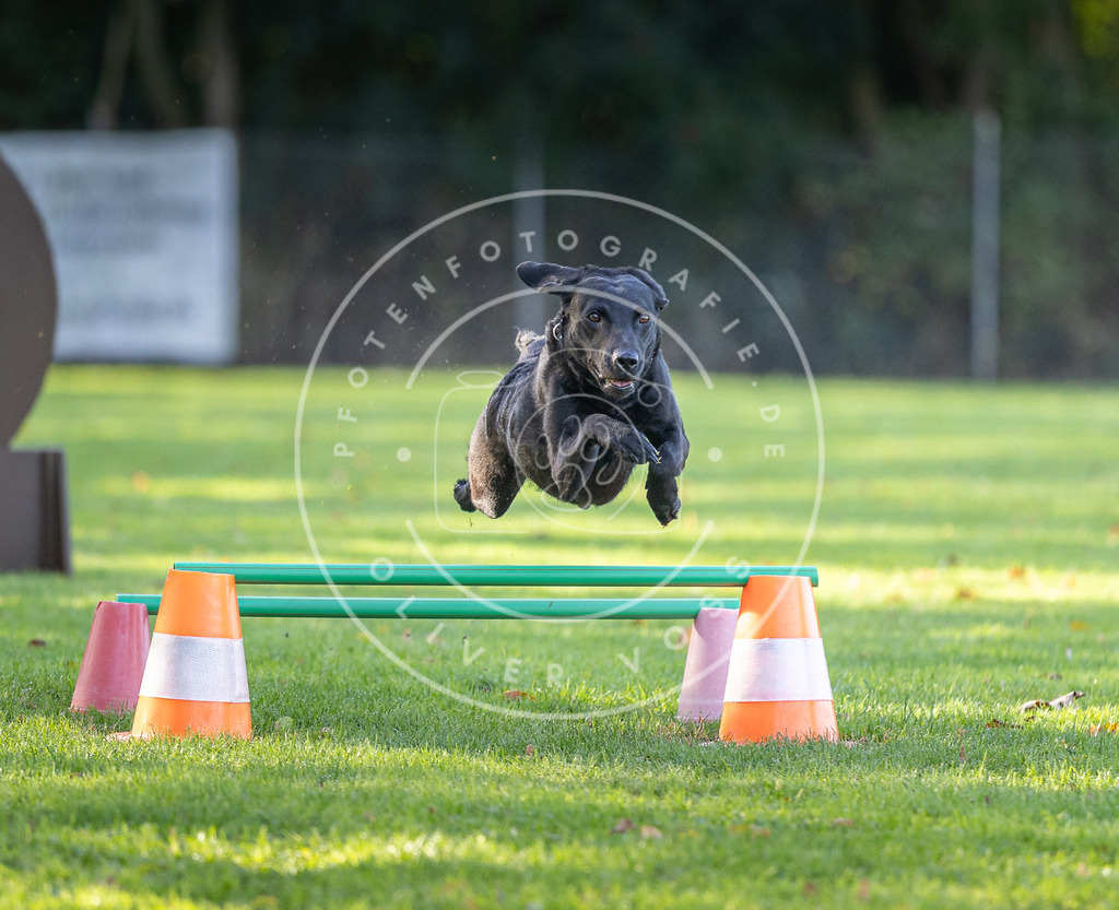 Pfotenfotografie.de_DV3A3513 | Hundefotografie, Tierfotograf, Pfotenfotografie, Fotoshooting Hund, Hunde Portrait, Hundesport, Hundeportraits, Heideshooting, Hunde, Sportfotograf, Hundefotograf, Turnierhundsport, THS, canicross - Realisiert mit Pictrs.com