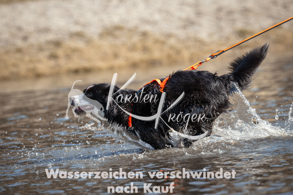1156_ZZ97524 | kk-dogfotos