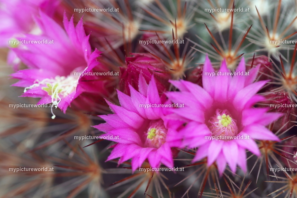 Mammillaria spinosissima-002 | Das Bilderarchiv über Tiere, Planzen und Landschaften. In der Bilddatenbank finden Sie ein große Auswahl an hochwertigen Bilder für Ihre Werbung - Realisiert mit Pictrs.com