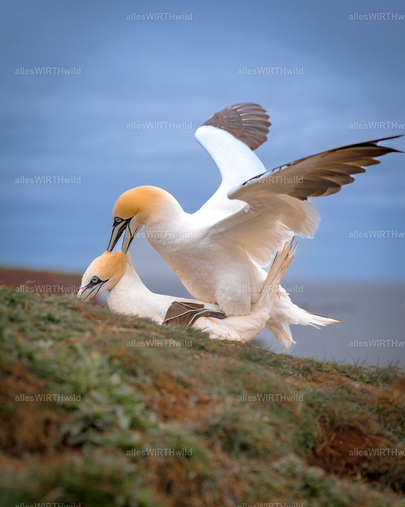 allesWIRTHwild.de - 7IV03632 | Entdecke die faszinierende Welt der Natur- und Wildlife-Fotografie von Daniel und Bärbel. Inspirierende Bilder von wilden Tieren und kleinen Naturwundern.
