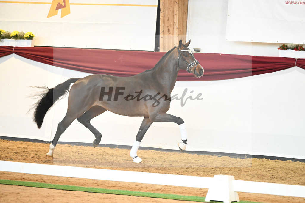 Kat-Nr. 61 v. Goldberg_Reglauer_66222026 | hf-fotografie - Realisiert mit Pictrs.com