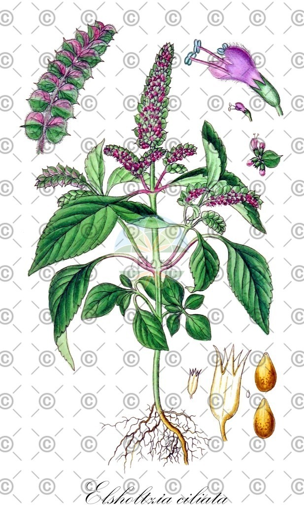 HistAbb_wfo-0000666563_1_ENZY_Simple | Historische Abbildung von Elsholtzia ciliata - Lamiaceae (Kammminze) | Historical Illustration of Elsholtzia ciliata - Lamiaceae