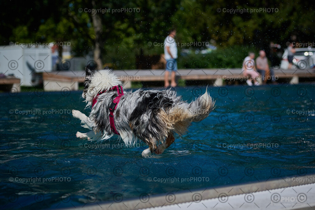 212_202509_4Hundebadetag_NZ9_2822 | proPHOTO - Realisiert mit Pictrs.com