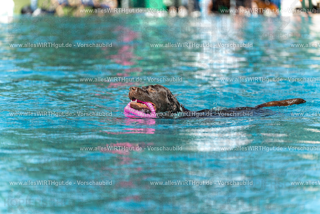 Hundeschwimmen_Volksbad_2026-allesWIRTHgut_Tierfotografie-2609061157-110713-7R500001 | Professionelle Tierfotografie in Mönchengladbach von Daniel Wirth (allesWIRTHgut). Liebevolle & natürliche Bilder von Hunden & Katzen für unvergessliche Erinnerungen.