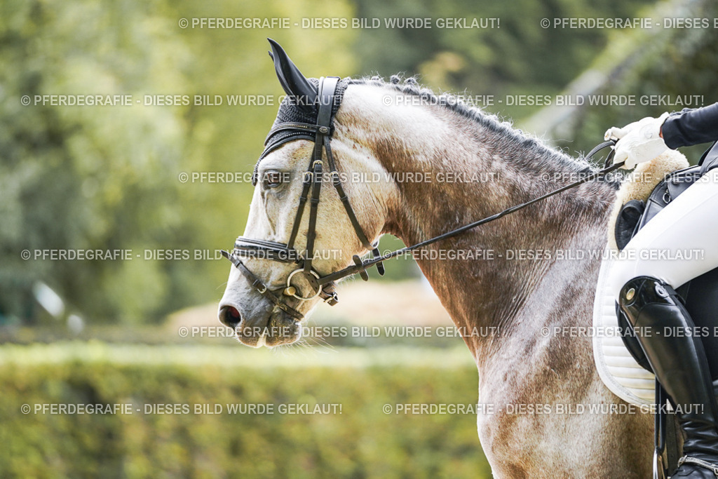 DSC01390 | Pferdegrafie