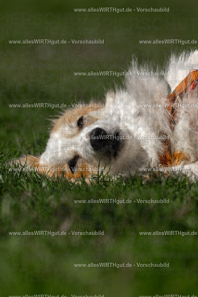 Hundeschwimmen_Volksbad_2026-allesWIRTHgut_Tierfotografie-2609061205-FAY06373 | Professionelle Tierfotografie in Mönchengladbach von Daniel Wirth (allesWIRTHgut). Liebevolle & natürliche Bilder von Hunden & Katzen für unvergessliche Erinnerungen.