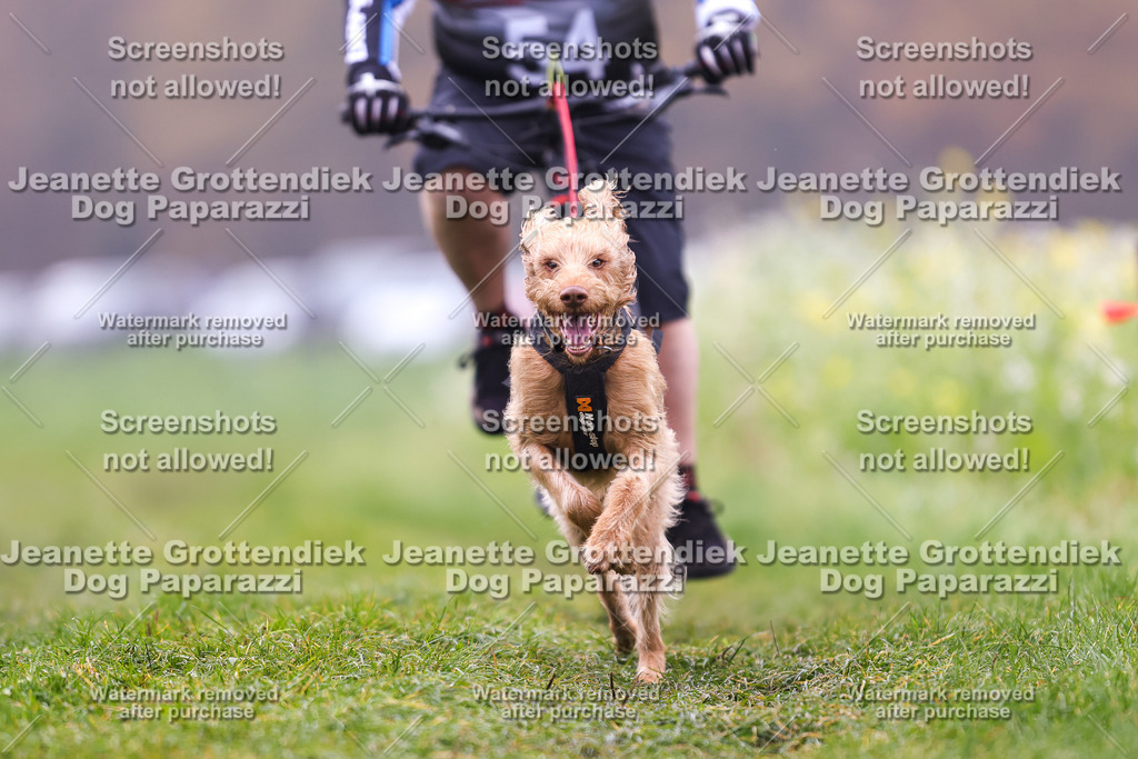 Dog Paparazzi - Visbeck 25 -237 | Dog Paparazzi Jeanette Grottendiek Fotografie & Videografie - Realisiert mit Pictrs.com