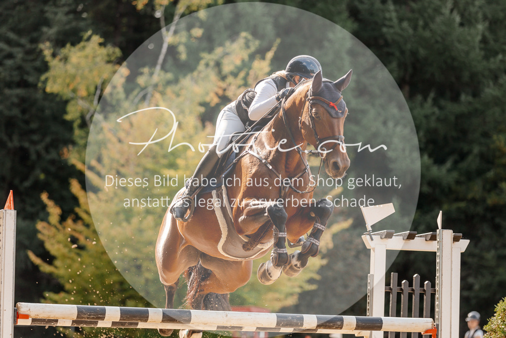 3I6A4801 | Stimmungsvolle Portraits und Reitsportfotografie im Ruhrgebiet und im Münsterland.

Pferdefotografie, Hundefotografie, Tierfotografie, Reportagen, Portraits von Tier und Mensch, Turnierfotografie in Bochum, Recklinghausen, Marl, Haltern am See, Dülmen.. - Realisiert mit Pictrs.com