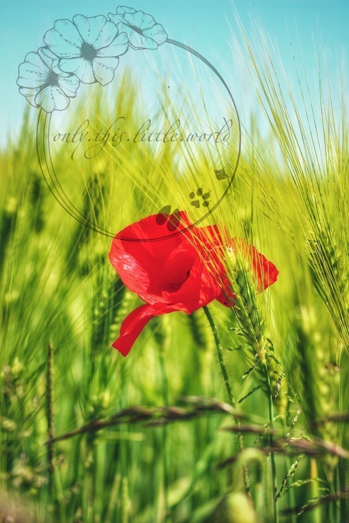 Mohnblume Gerstenfeld 04 | only.this.little.world - Realisiert mit Pictrs.com