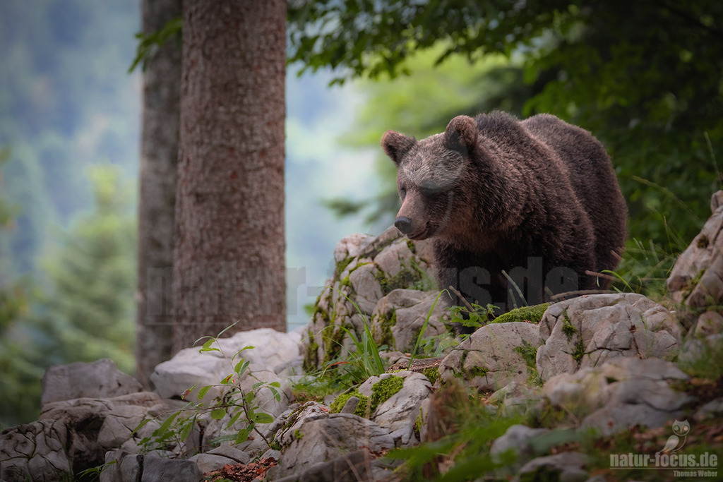 20190813092856 | Der Braunbär (Ursus arctos) gehört zu den Säugetieren aus der Familie der Bären (Ursidae). In Eurasien und Nordamerika kommt er in mehreren Unterarten vor, darunter Europäischer Braunbär - Realisiert mit Pictrs.com
