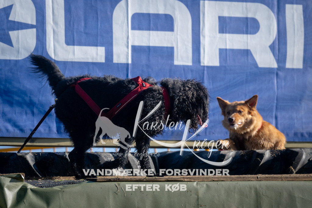 0849_ZZ94985 | kk-dogfotos