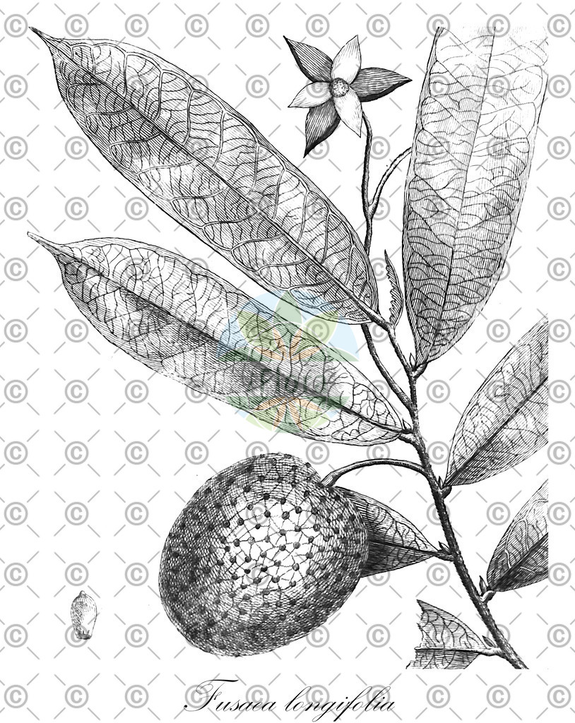 HistAbb_wfo-0000768310_1_ENZY_Simple | Historische Abbildung von Fusaea longifolia - Annonaceae | Historical Illustration of Fusaea longifolia - Annonaceae