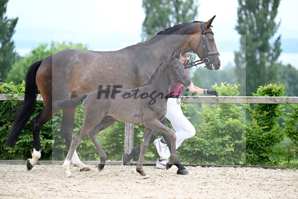 Kat-Nr. 5 Dream Royal x Destano_HF_Karl_14250322 | hf-fotografie - Realisiert mit Pictrs.com