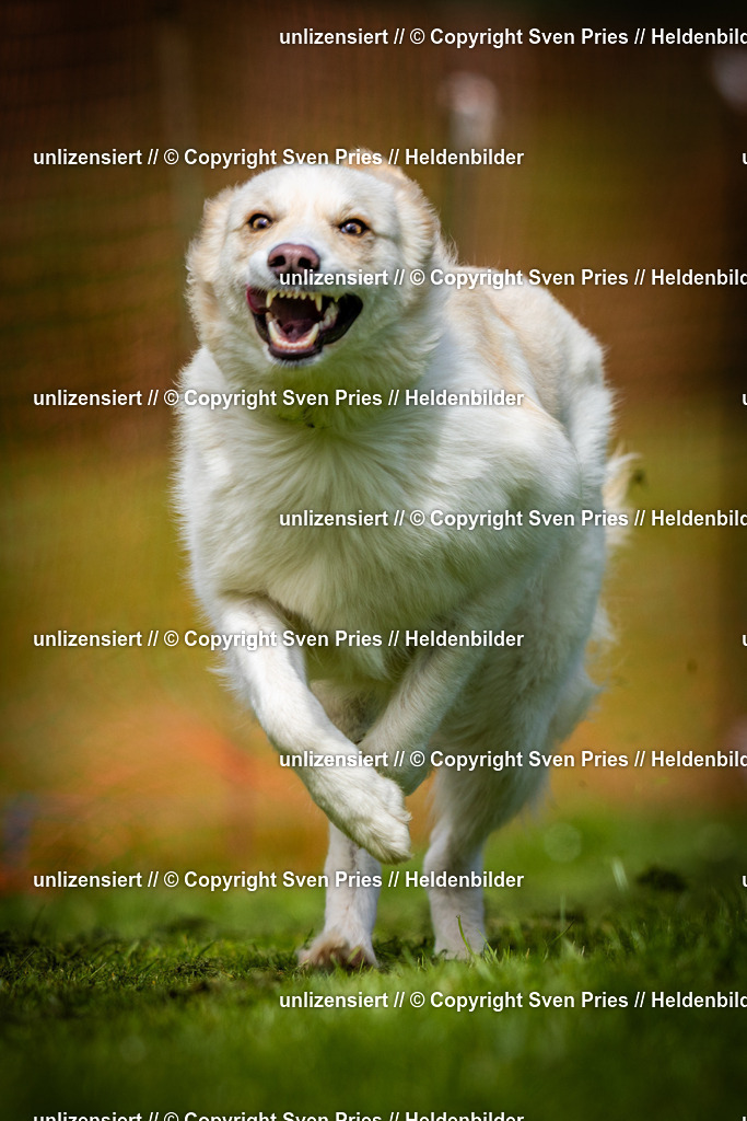 Sven Pries | 2025-04-13 - Hunderennen Baden-Baden - Realisiert mit Pictrs.com