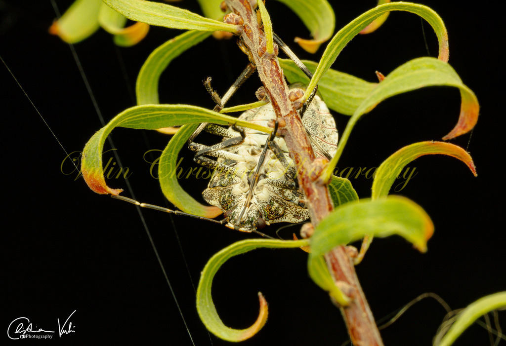 MN 18 | Christian Vulin  - Realisiert mit Pictrs.com