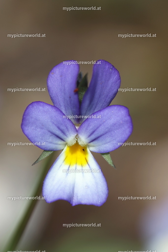 Acker-Stiefmütterchen-006 | Das Bilderarchiv über Tiere, Planzen und Landschaften. In der Bilddatenbank finden Sie ein große Auswahl an hochwertigen Bilder für Ihre Werbung - Realisiert mit Pictrs.com