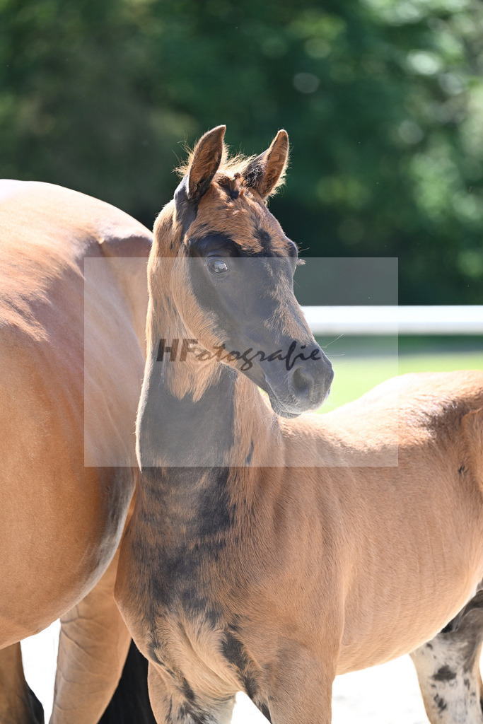 Kat-Nr. 7 HF Nechristo_Zimmermann_16230173 | hf-fotografie - Realisiert mit Pictrs.com