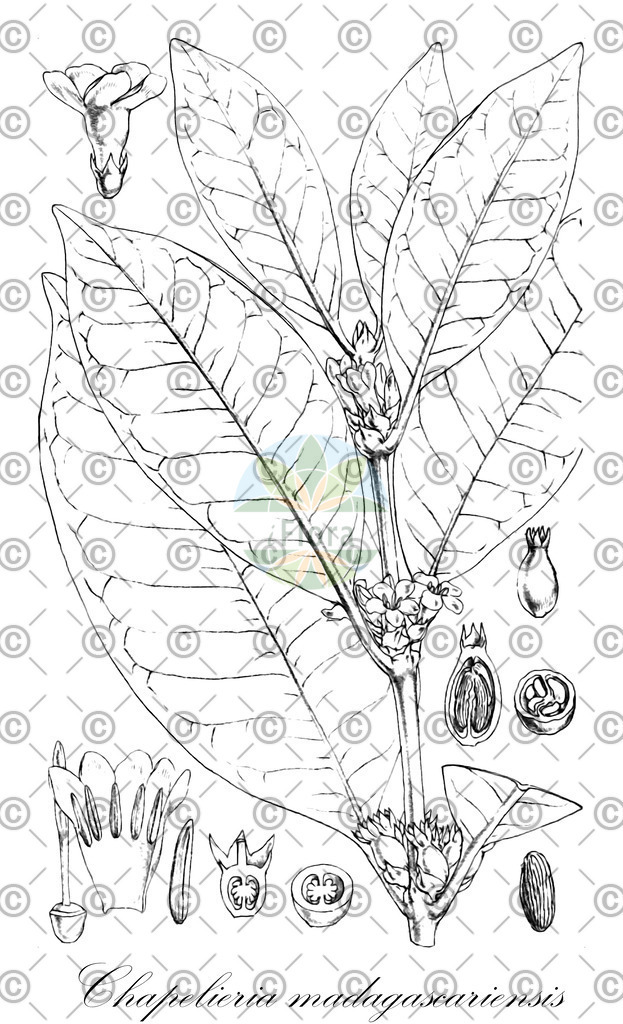 HistAbb_wfo-0001285284_1_ENZY_Simple | Historische Abbildung von Chapelieria madagascariensis - Rubiaceae | Historical Illustration of Chapelieria madagascariensis - Rubiaceae
