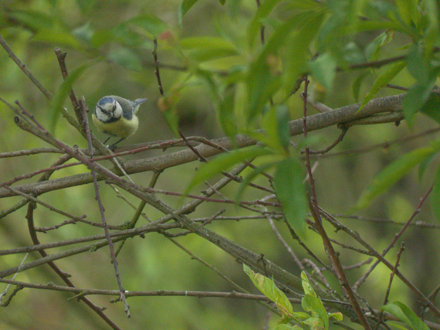 Blaumeise auf Obstbaum | Verkauf von Fotos und  Videoclips zumThema Natur.Motive sind Pflanzen, Tiere, Landschaftenund Wetter - Realisiert mit Pictrs.com