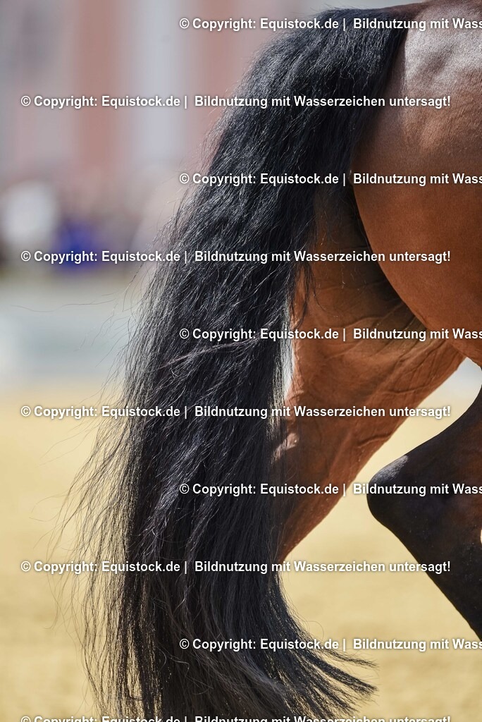 20250607_1_GP-Tour_Dressage_0180 | Foto: Thomas Hartig