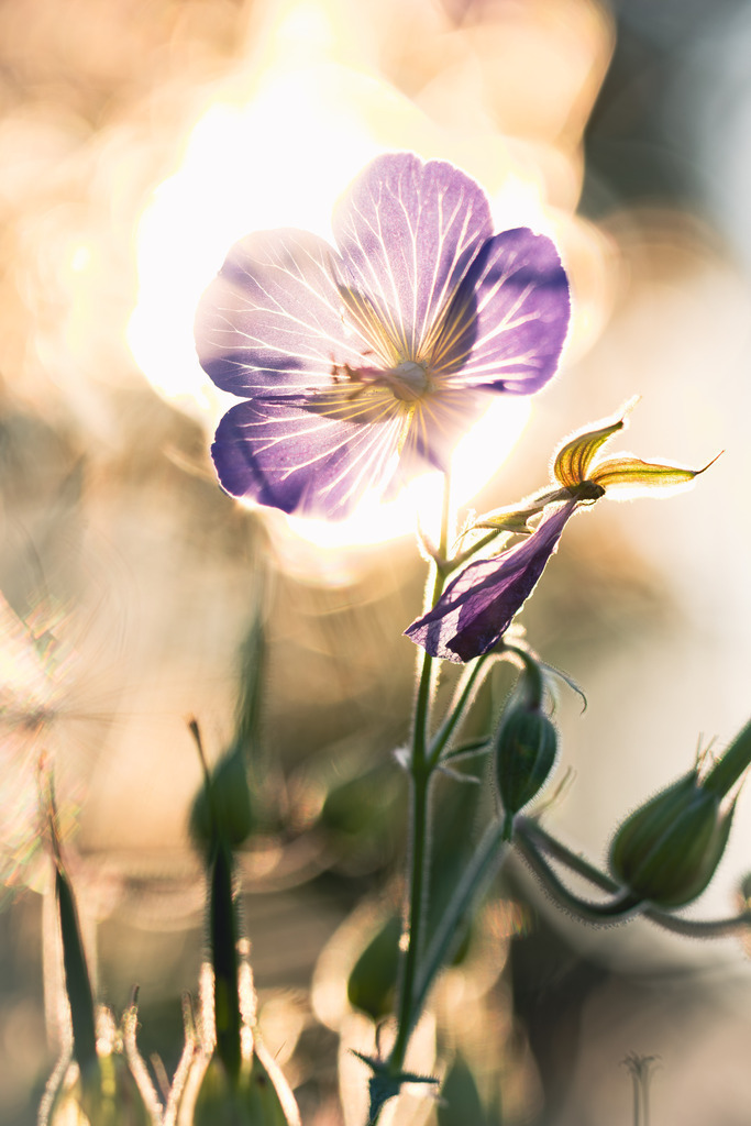 Burning flower | Ein Wiesen-Storchschnabel gegen die untergehende Sonne fotografiert.