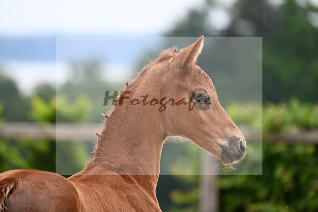 Kat-Nr. 20 Viva Gold x Florencio I_SF_Lechl_14250617 | hf-fotografie - Realisiert mit Pictrs.com