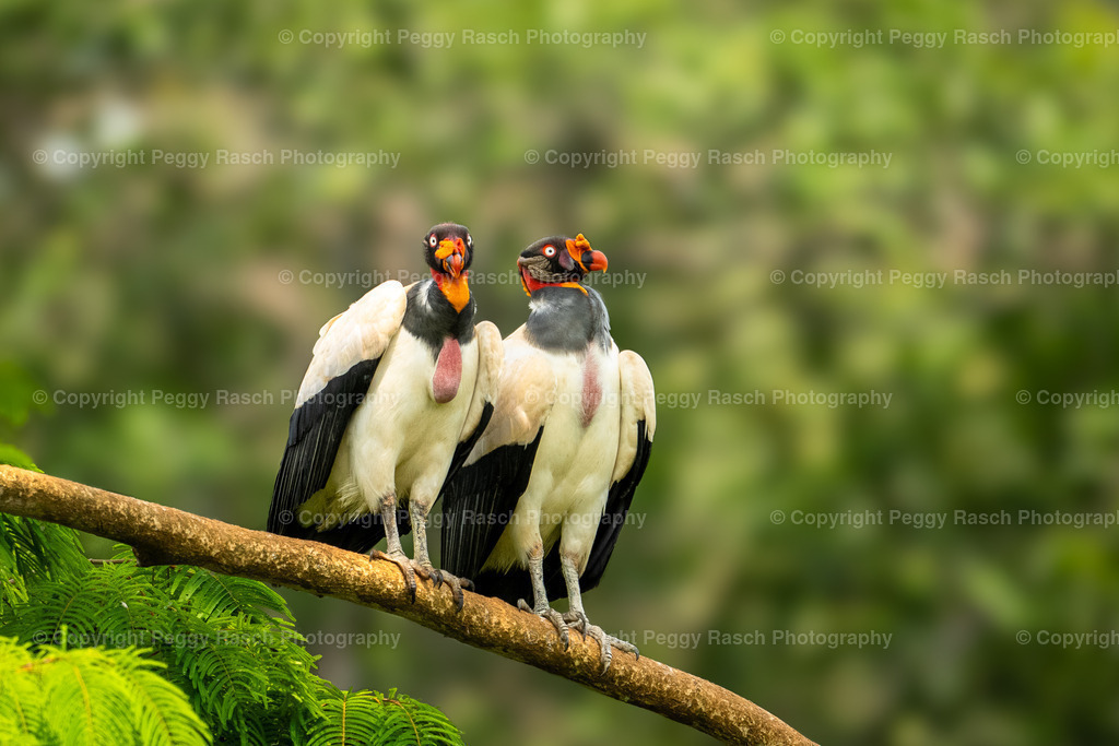 Königsgeier (1) | PeggyRaschPhotography - Realisiert mit Pictrs.com