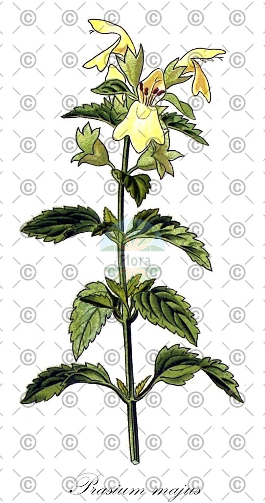 HistAbb_wfo-0000282750_1_ENZY_Simple | Historische Abbildung von Prasium majus - Lamiaceae | Historical Illustration of Prasium majus - Lamiaceae