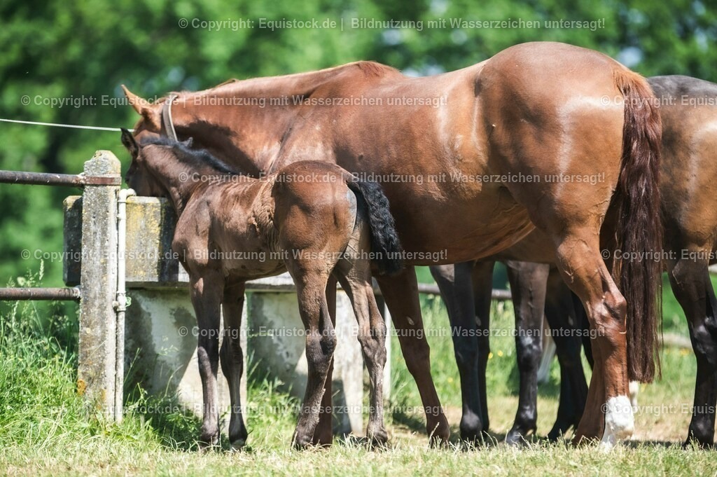 20210617_Fohlen_0217 | Foto: Thomas Hartig