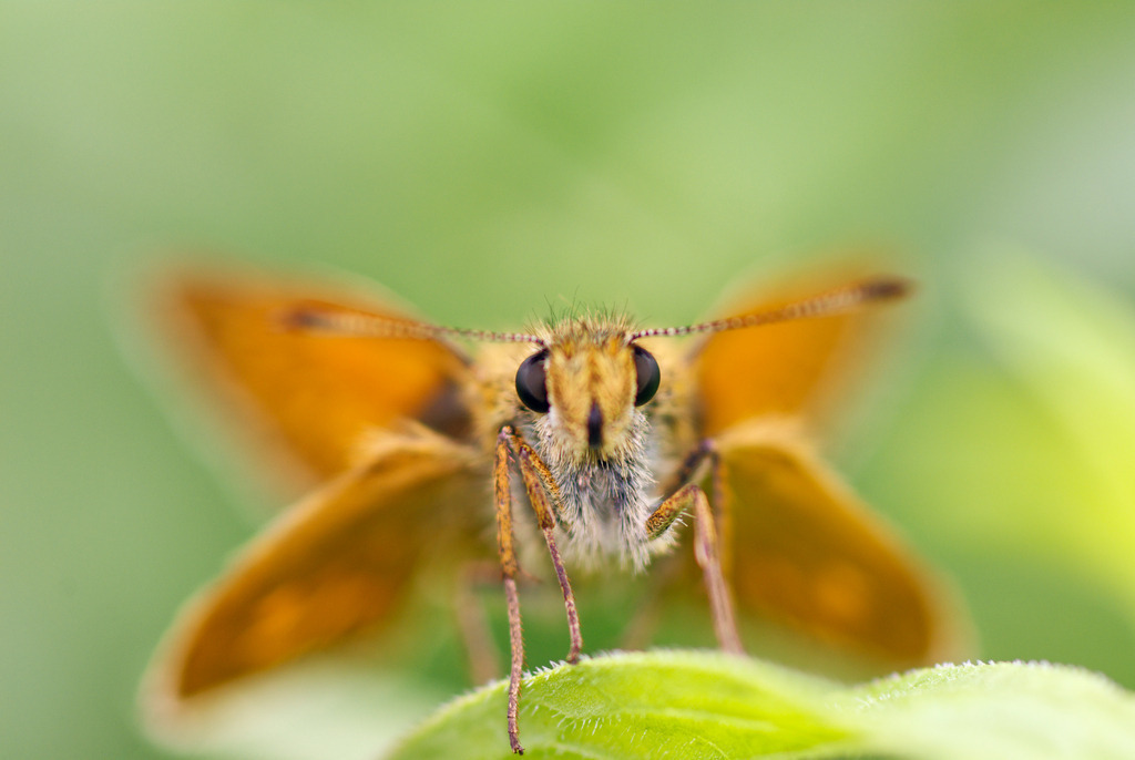 Dickkopffalter, Hesperiidae | Austria - August 14, 2009: Dickkopffalter. - Realisiert mit Pictrs.com