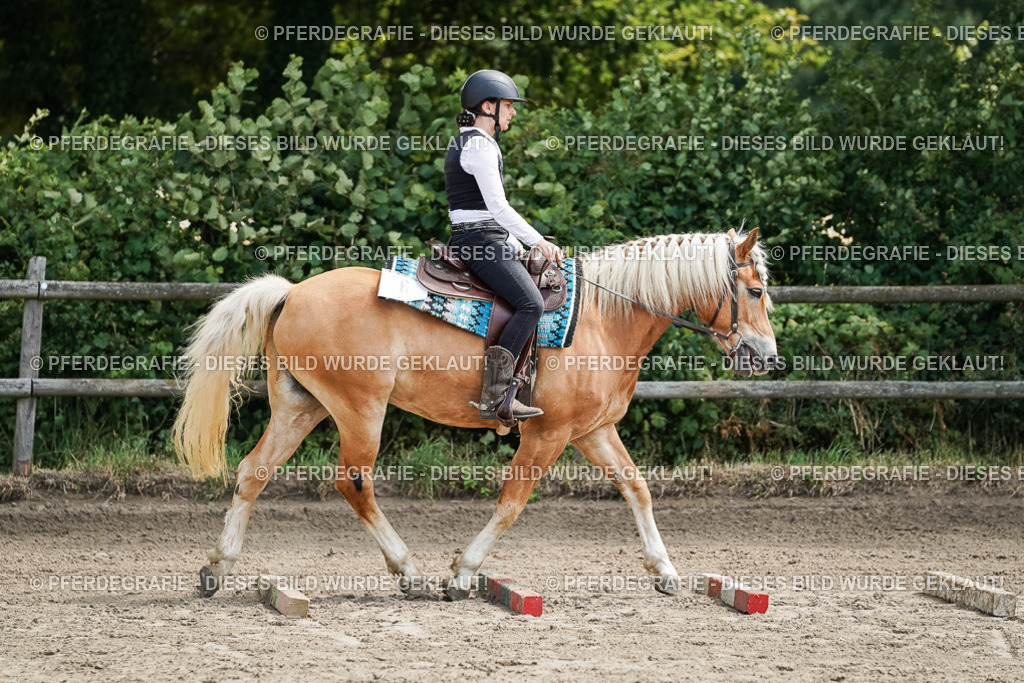 DSC07149 | Pferdegrafie