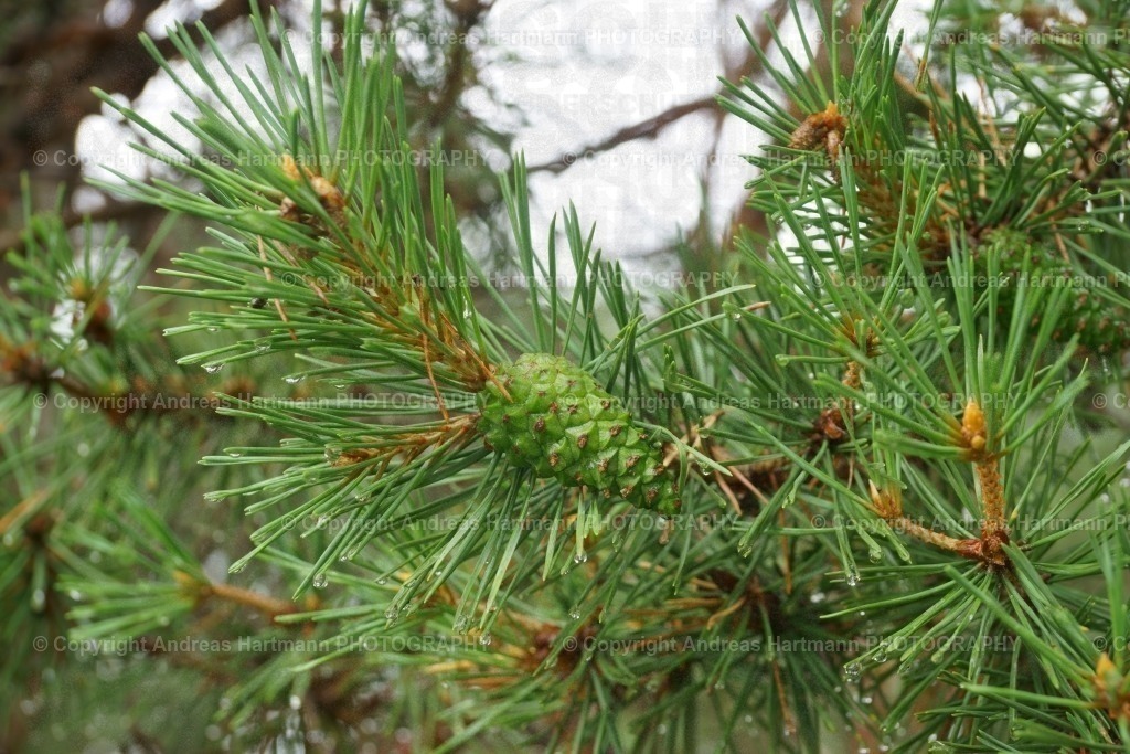 Kiefernzapfen | Kiefernzapfen - Realisiert mit Pictrs.com