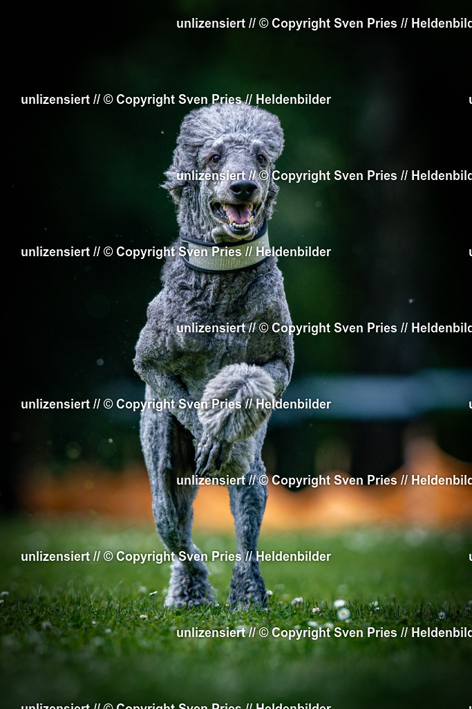 Sven Pries | 2025-05-29 - Pudelrennen KA-Durlach - Realisiert mit Pictrs.com