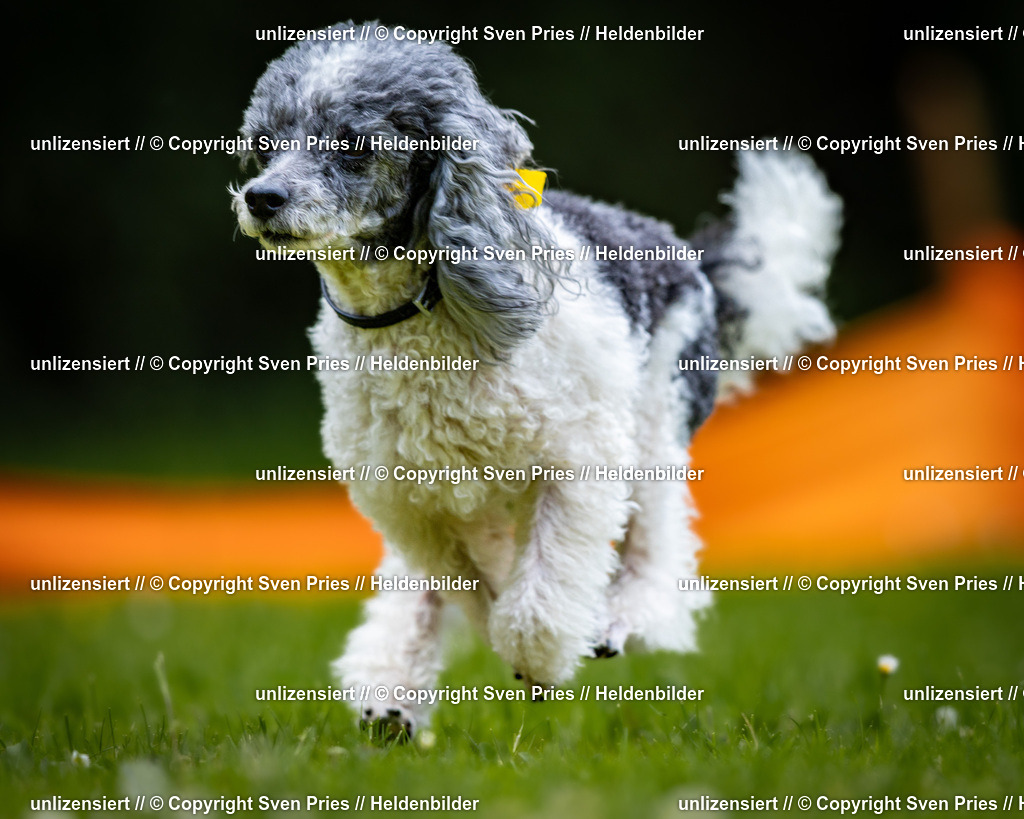 Sven Pries | 2026-05-14 - Hunderennen KA Durlach Vatertag 2026 - Realisiert mit Pictrs.com