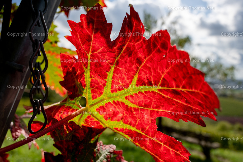 DSC_6978 | bre, in den Weinbergen zwischen Bensheim und Heppenheim, Herbststimmung ,Weinberge, rote Blätter Landschaftsfotografie,, Bild: Thomas Neu