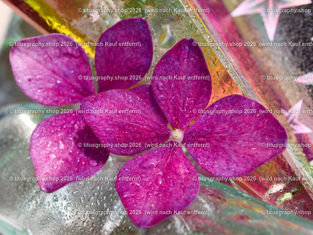 titusgraphy_P8318029-vz-ln | titusgraphy-shop: Geschenkideen mit Qualitätsfotos. titusgraphy-shop: gift ideas with quality photos. titusgraphy-shop: idées cadeaux avec photos de qualité.  - Realisiert mit Pictrs.com