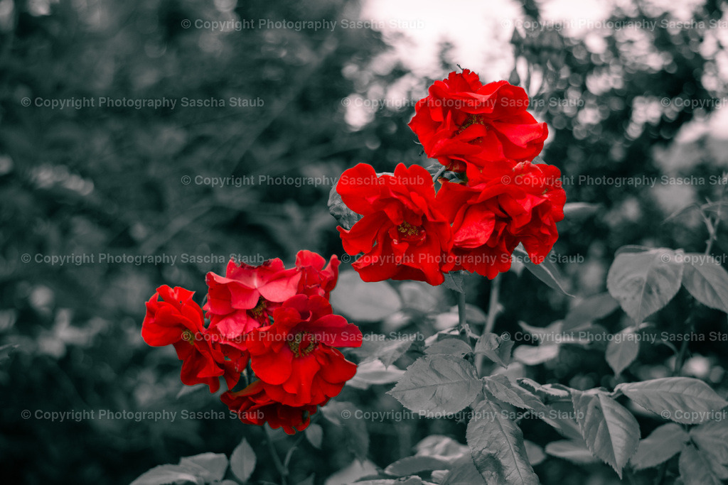 Rote Rosen (Rosa)-schwarzweiss.jpg | Willkommen im Shop von Photography Sascha Staub. Hier findest du alle Fotos und Medieninhalten von Sascha Staub. In diesem Shop kannst du Lizenzen zu den Fotos, Drucke und Gutscheine für den Shop erwerben.  - Realisiert mit Pictrs.com