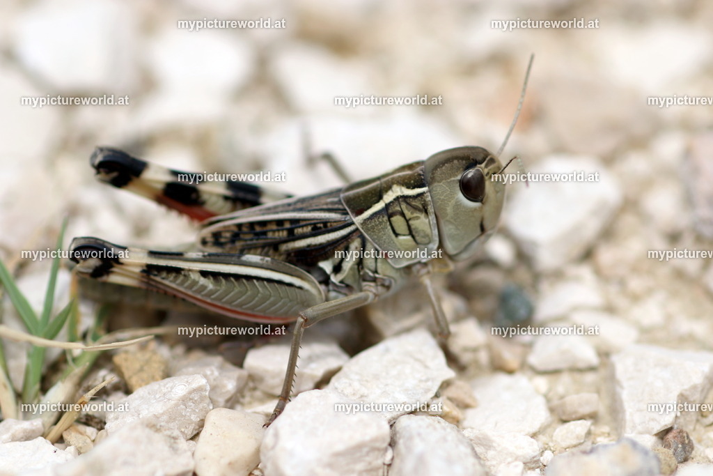 Arcyptera brevipennis-001 | Das Bilderarchiv über Tiere, Planzen und Landschaften. In der Bilddatenbank finden Sie ein große Auswahl an hochwertigen Bilder für Ihre Werbung - Realisiert mit Pictrs.com