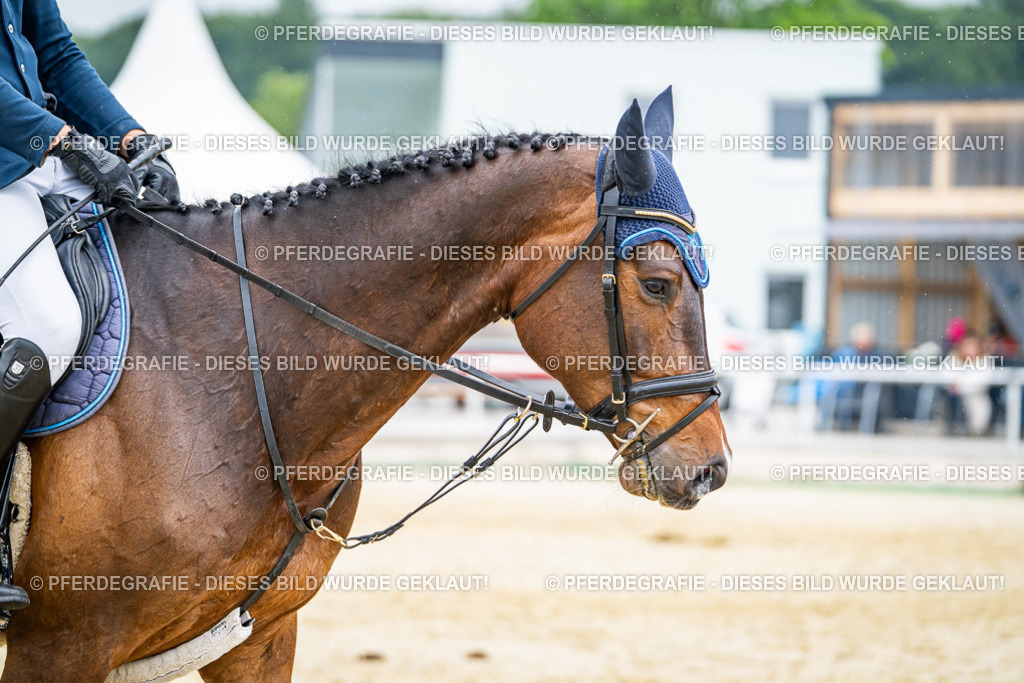 DSC00801 | Pferdegrafie