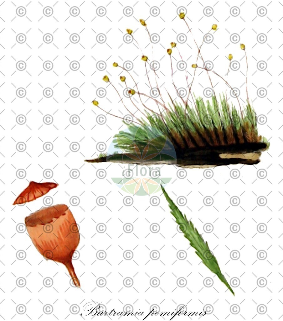 HistAbb_wfo-0001154579_1_ENZY_Simple | Historische Abbildung von Bartramia pomiformis - Bartramiaceae | Historical Illustration of Bartramia pomiformis - Bartramiaceae
