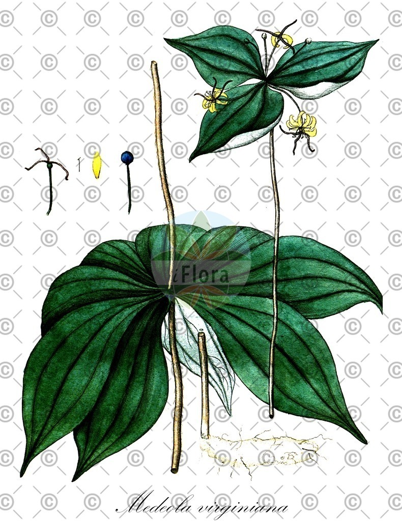 HistAbb_EMP_20595_SRC_Schlechtendal_FLORAD_SIMPLE | Historische Abbildung von Medeola virginiana - Liliaceae | Historical Illustration of Medeola virginiana - Liliaceae