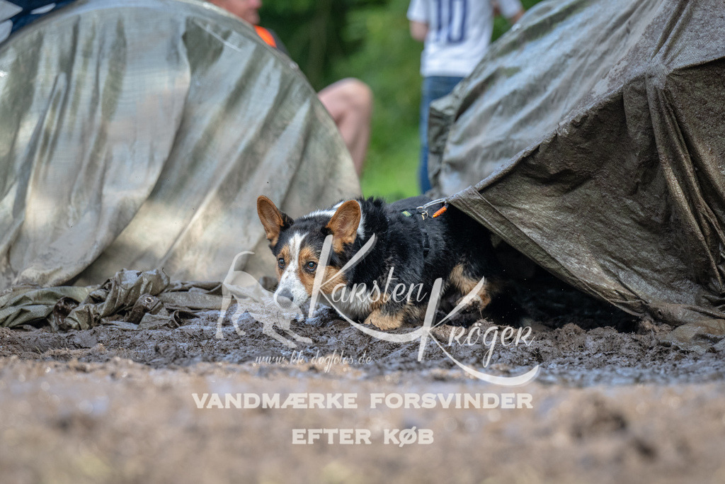 1704_ZZ90989 | kk-dogfotos