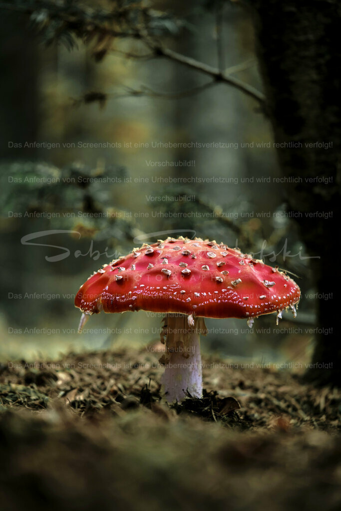 Wandbild Fliegenpilz | People- und Tierfotografie, Imageaufnahmen, Veranstaltungsfotografie und Wandbilder aus der Natur ★ Made in Germany ✔️ Druck + Downloads ✔️ Naturfotografie in Top Qualität ★ schneller Versand, weltweite Lieferung! - Realisiert mit Pictrs.com